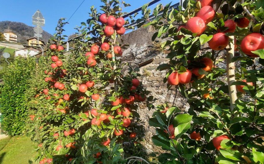 Immagine dell’articolo Festa della mela a Moio: raccolto 2026 di qualità elevata